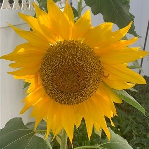 Meet your Posher, Isabella